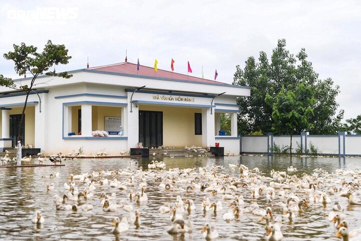 'Rốn lũ' Hà Nội: Người chèo thuyền tìm vịt lạc, người xót xa nhìn gà chết cả đàn- Ảnh 7.