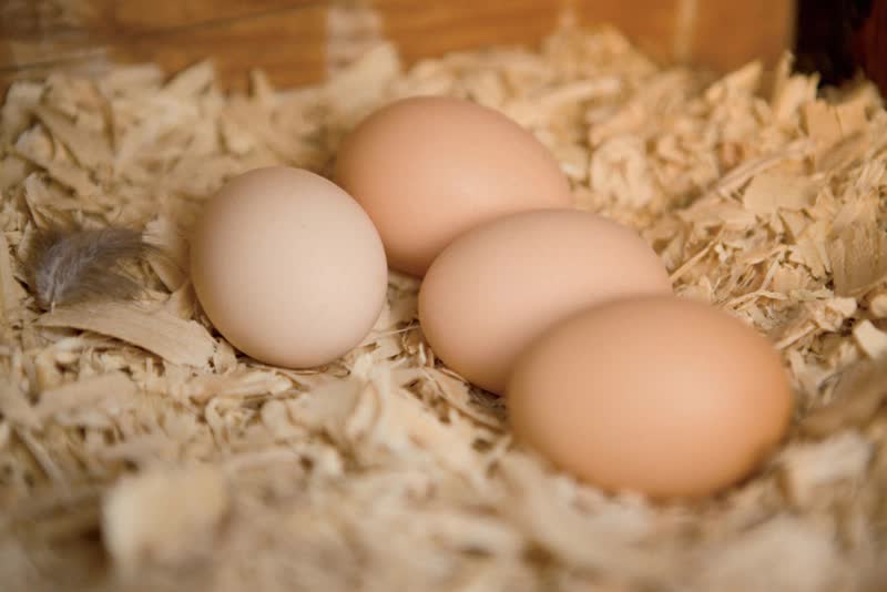 Có nên cất trứng ở ngăn cánh tủ lạnh không? Thì ra bấy lâu rất nhiều người hiểu sai- Ảnh 4.