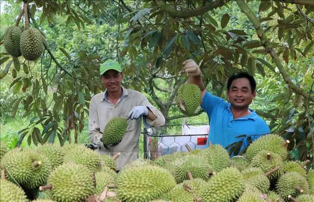 Xuất khẩu “nữ hoàng trái cây” mang về 1,5 tỷ USD- Ảnh 1.