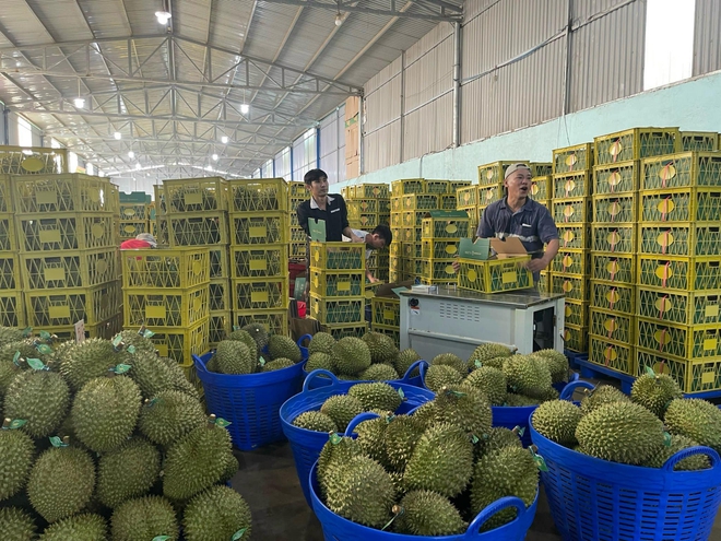 Chưa đầy 5 phút, Hằng Du Mục đã bán hết 22 tấn sầu riêng, fan gọi tên 