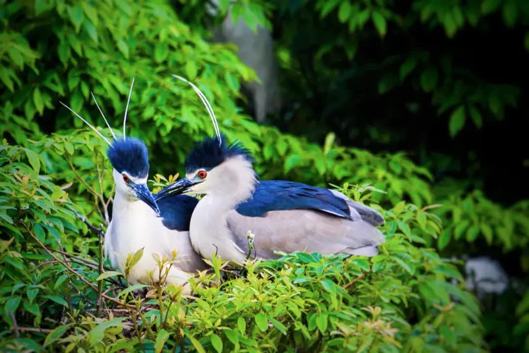 Rời bỏ thành phố lớn, gia đình 3 người về quê xây dựng thiên đường sinh thái biệt lập- Ảnh 7. Rời bỏ thành phố lớn, gia đình 3 người về quê xây dựng thiên đường sinh thái biệt lập- Ảnh 7.