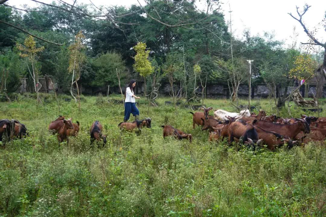 Rời bỏ thành phố lớn, gia đình 3 người về quê xây dựng thiên đường sinh thái biệt lập- Ảnh 27. Rời bỏ thành phố lớn, gia đình 3 người về quê xây dựng thiên đường sinh thái biệt lập- Ảnh 27.