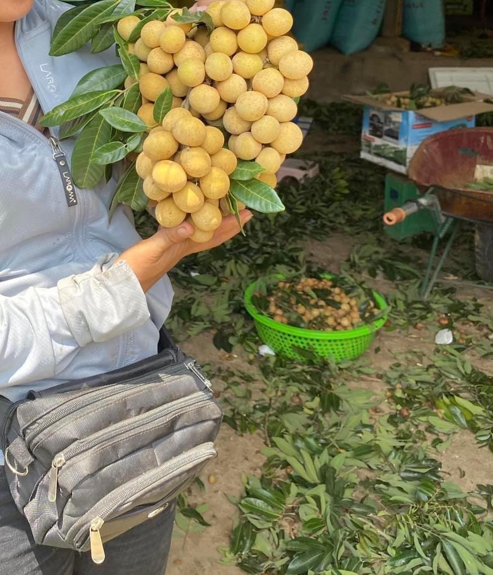 Giá nhãn Sơn La tăng kỷ lục lên hơn 50 ngàn đồng/kg- Ảnh 3.