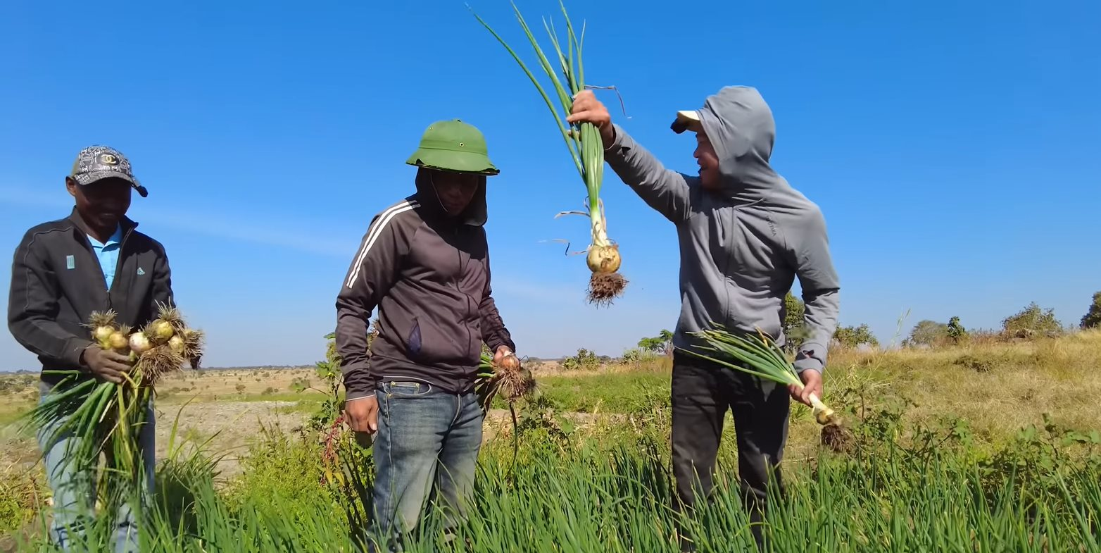 Loại củ bán đầy ở chợ Việt Nam với giá cực rẻ, sang châu Phi thành hàng hiếm được thương lái tranh mua như đặc sản- Ảnh 1.