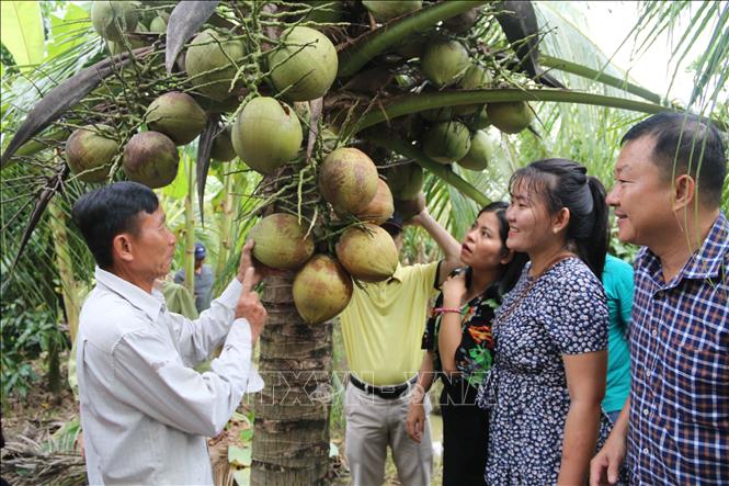 9 vùng trồng dừa sẵn sàng mọi điều kiện cho xuất khẩu- Ảnh 1.