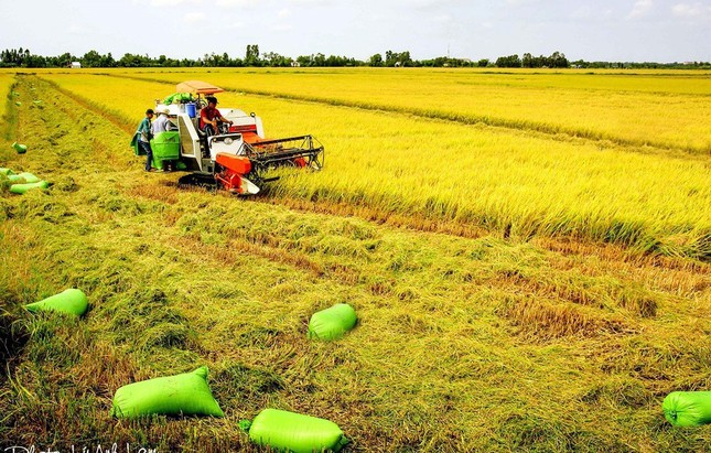 Được gì khi Việt Nam có 'nhạc trưởng' điều phối ngành lúa gạo?- Ảnh 2.