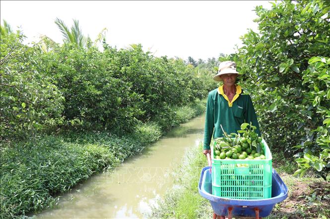 Liên kết trồng chanh không hạt xuất khẩu lãi hơn 400 triệu đồng/ha/năm- Ảnh 3.