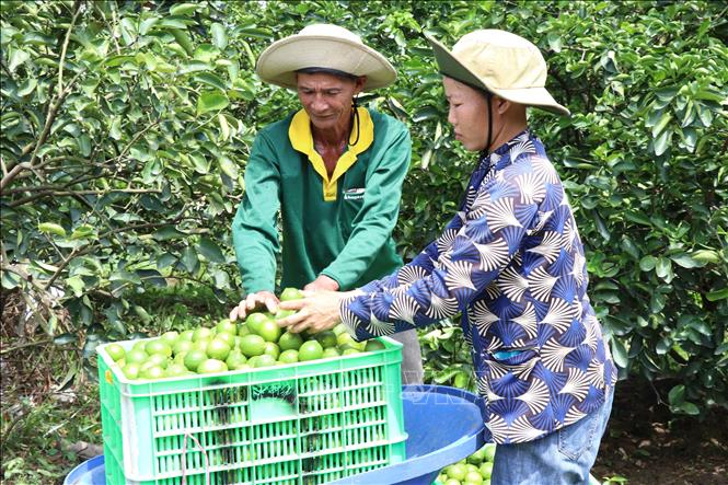 Liên kết trồng chanh không hạt xuất khẩu lãi hơn 400 triệu đồng/ha/năm- Ảnh 4.