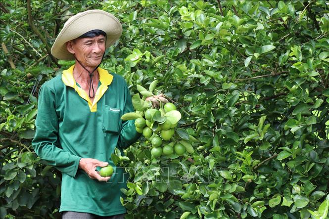 Liên kết trồng chanh không hạt xuất khẩu lãi hơn 400 triệu đồng/ha/năm- Ảnh 1.