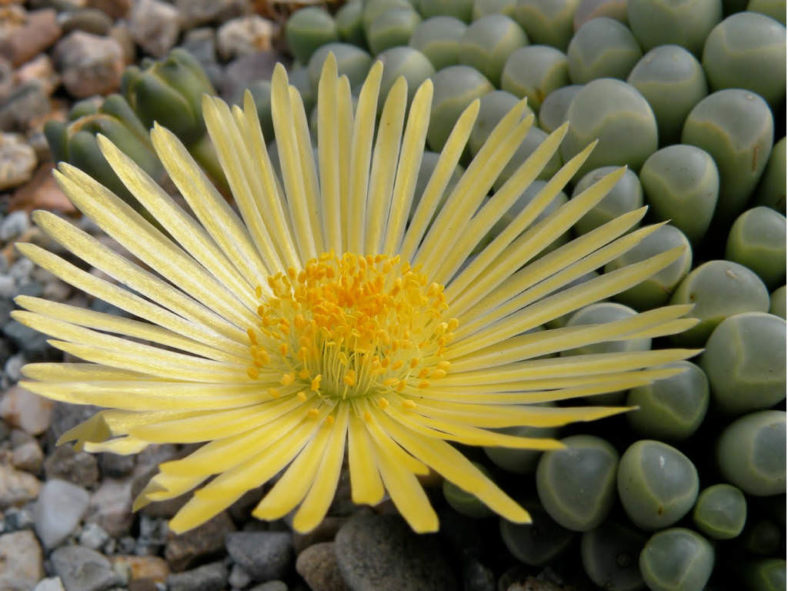 fenestraria-rhopalophylla-flower2-788x591-1723707637915-17237076406851426547519-1723778041083-1723778041194533848285.jpg