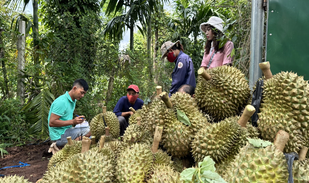 Sầu riêng có thể mang về 3 tỷ USD xuất khẩu- Ảnh 1.