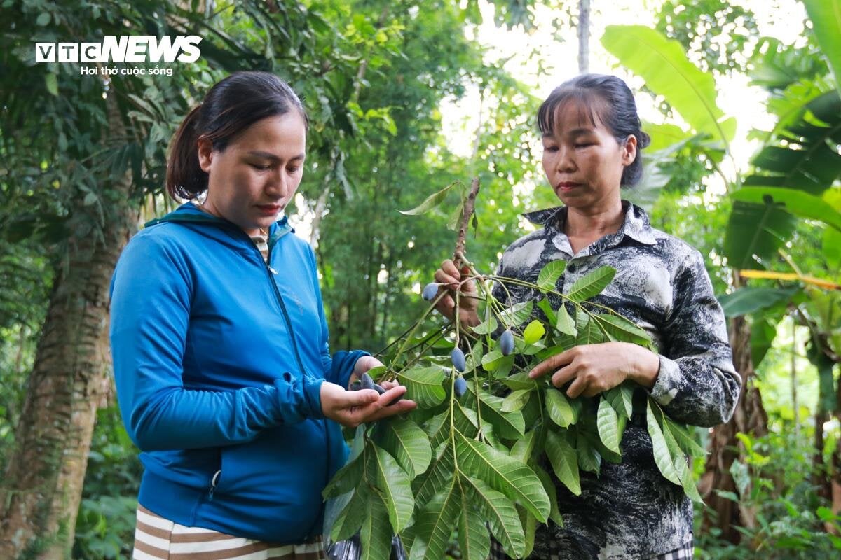 Loại quả ví như ‘vàng đen’ ở Hà Tĩnh mất mùa chưa từng có- Ảnh 7.