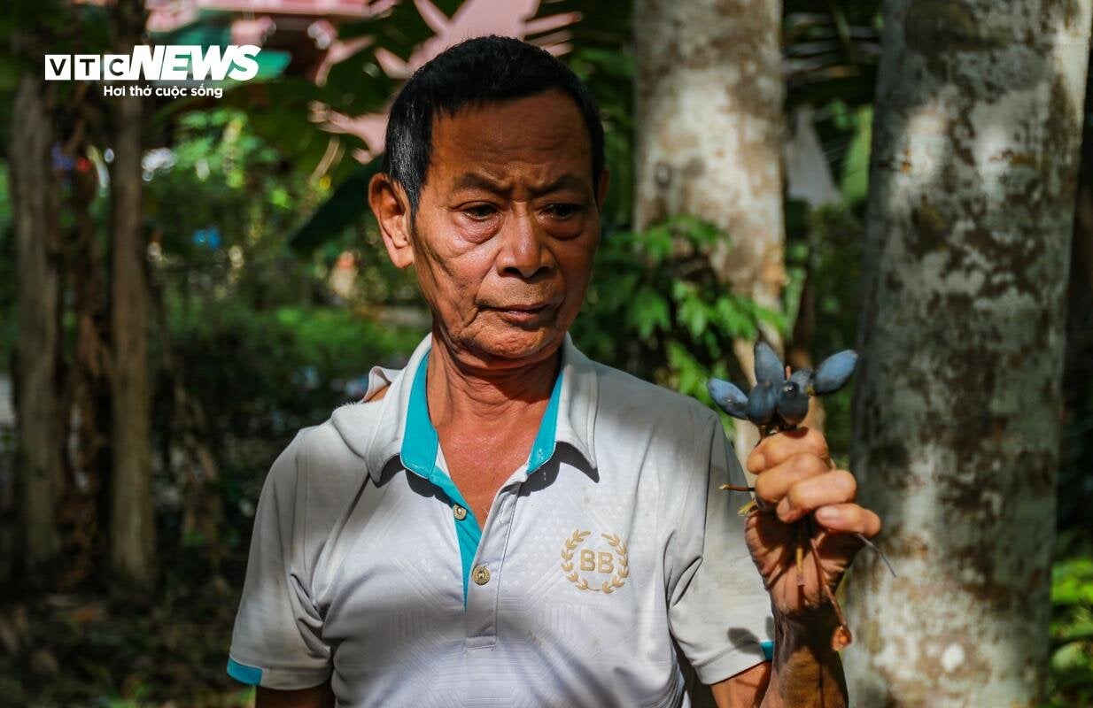 Loại quả ví như ‘vàng đen’ ở Hà Tĩnh mất mùa chưa từng có- Ảnh 5.