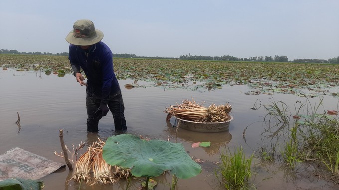 Người ướt thì mới có tiền, dân miền Tây bật mí việc cứ 2 ngày lại kiếm được tiền triệu- Ảnh 1.