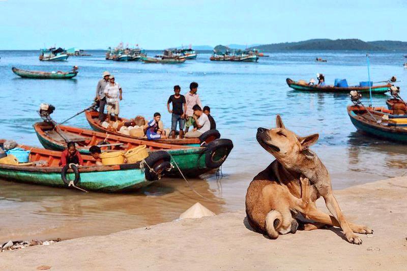 Việt Nam có quốc khuyển thuộc hàng đắt nhất thế giới: Sở hữu đặc điểm chỉ có ở 3 trong số 1000 giống chó- Ảnh 4.