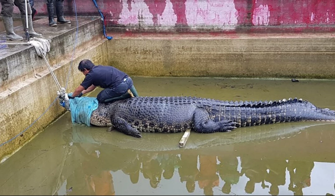 Đang rửa bát, người phụ nữ bỗng hét lên thảm thiết, hàng xóm chạy ra chứng kiến cảnh tượng kinh hoàng- Ảnh 1.