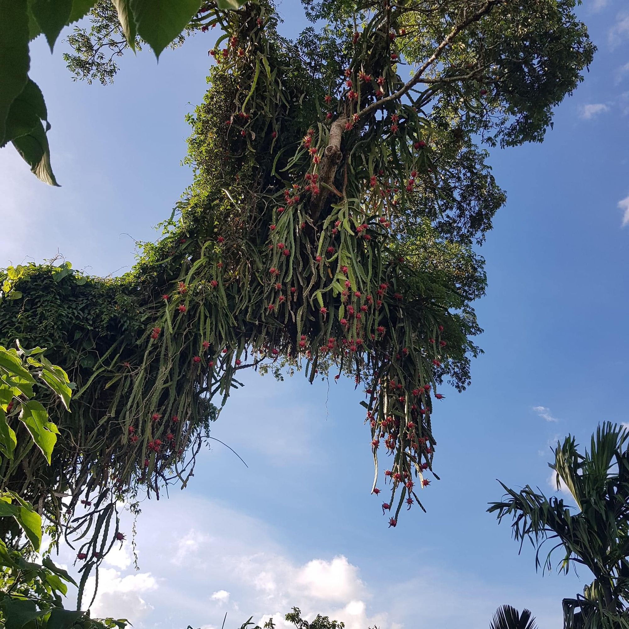 Những cây thanh long 