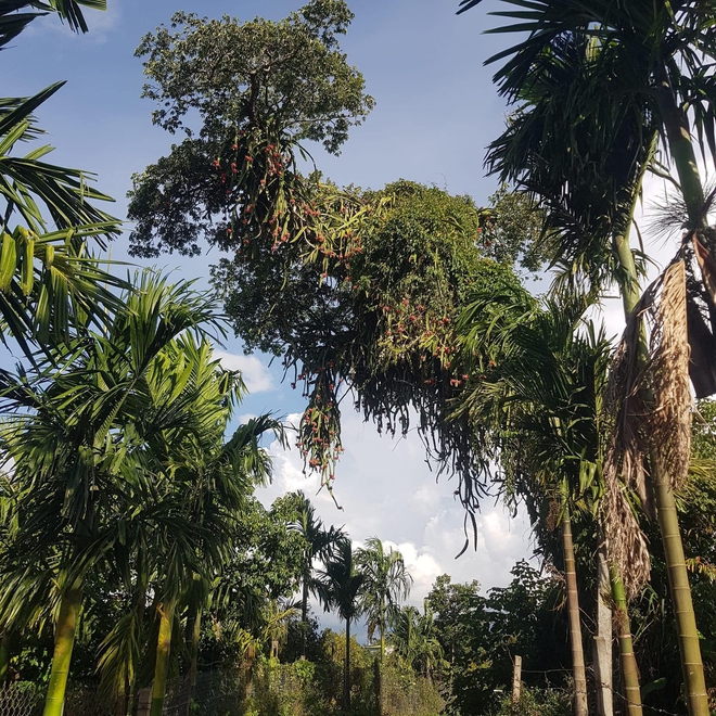 Những cây thanh long 