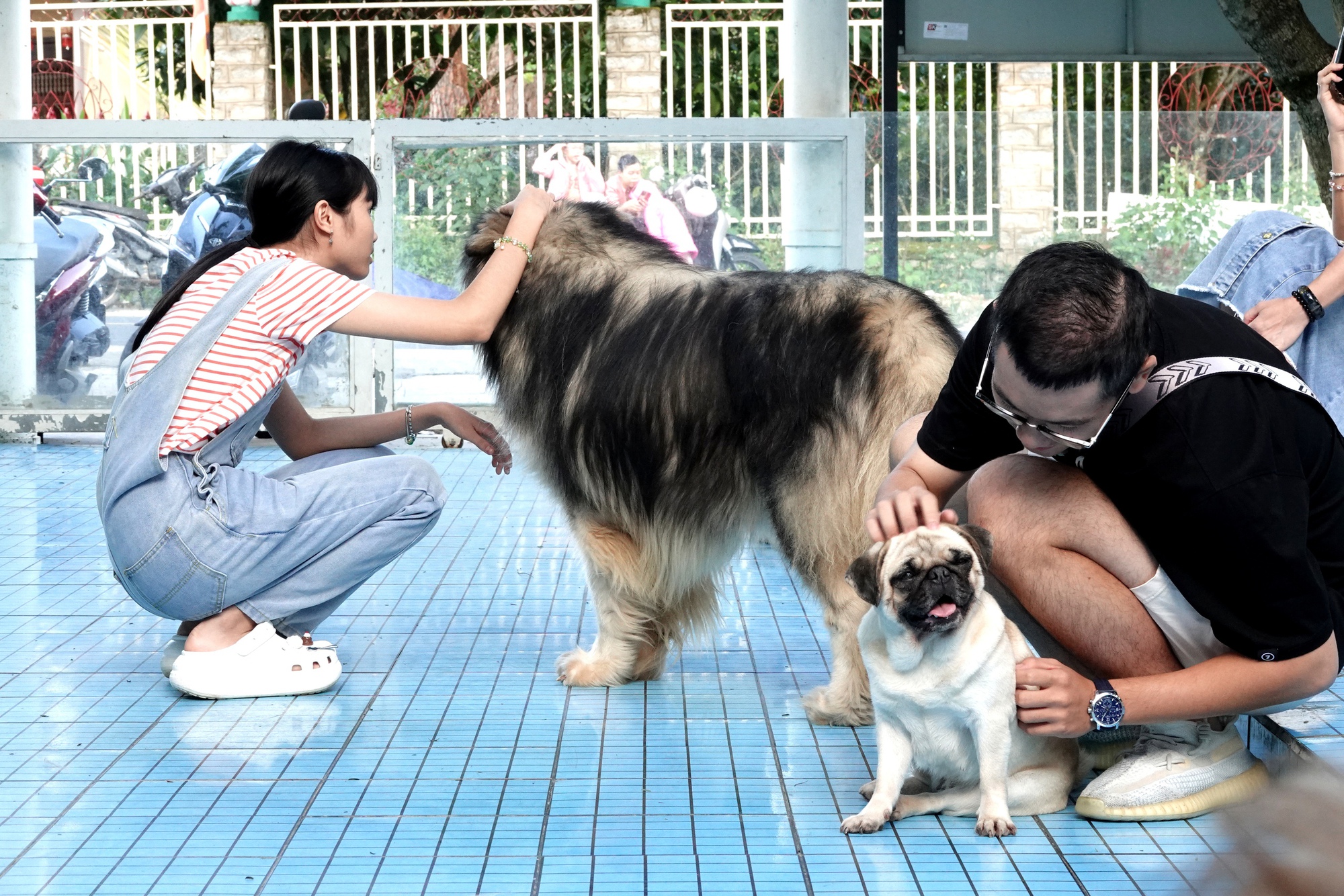 Những quán cà phê chó mèo tại Đà Lạt đông đúc hơn, chủ quán nói 