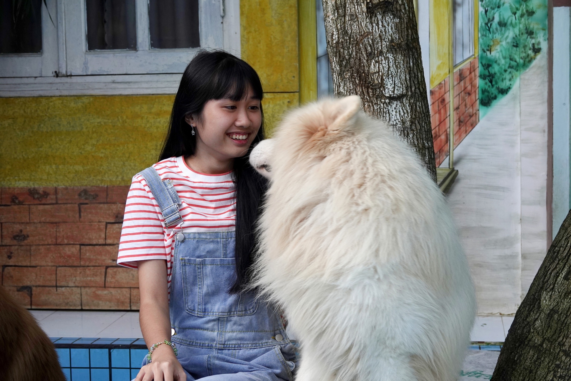 Những quán cà phê chó mèo tại Đà Lạt đông đúc hơn, chủ quán nói 