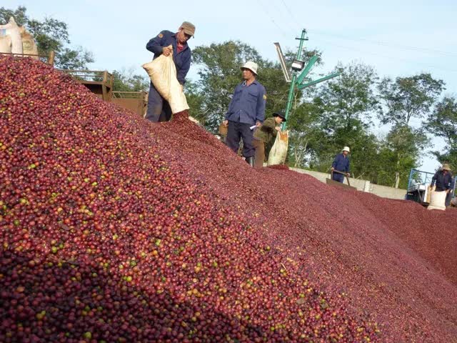 Giá cà phê tăng cao kỷ lục- Ảnh 1.