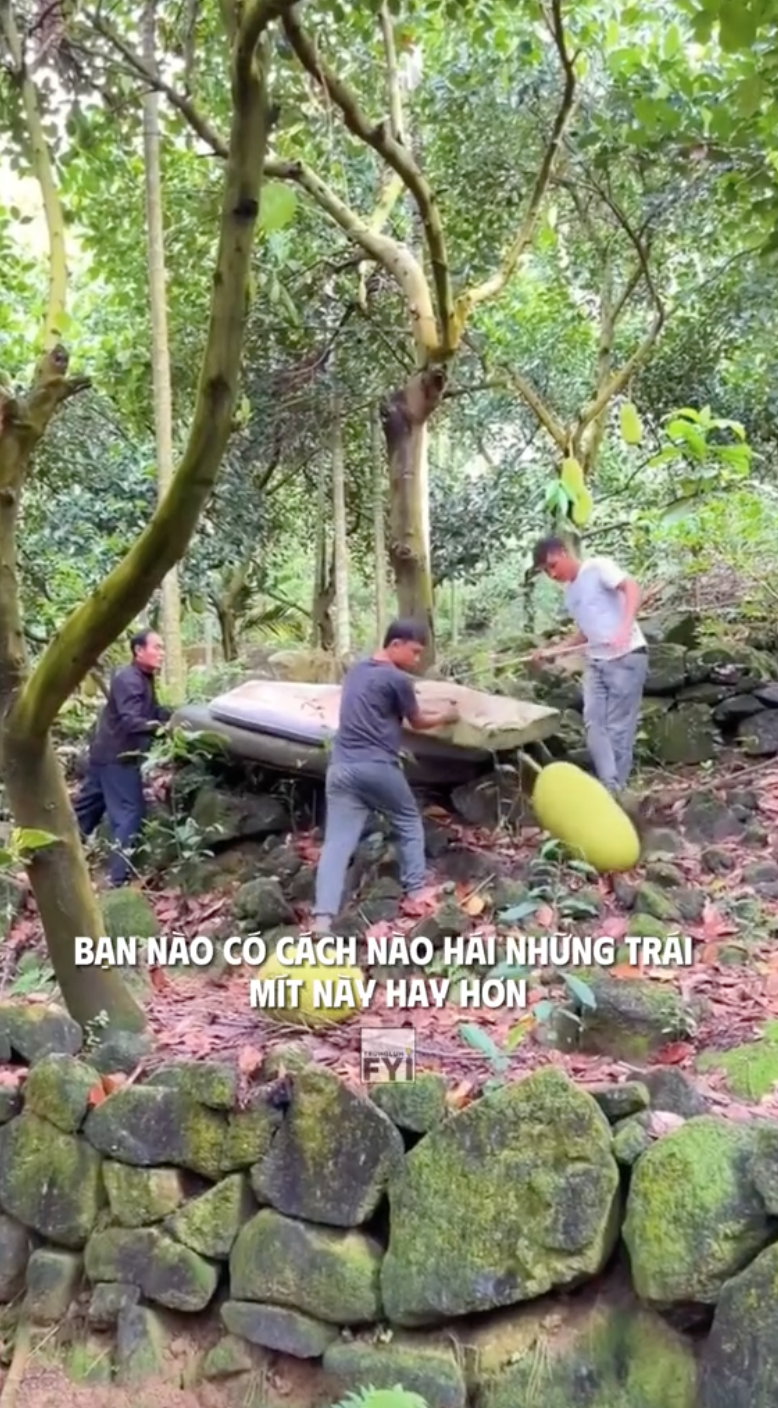 Đây là cách người ta thu hoạch những quả mít khổng lồ: Tưởng dễ mà vô cùng nguy hiểm!- Ảnh 5.