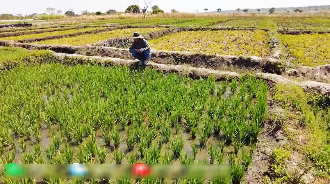 Thất trận với lúa nước mùa khô tại Angola, phải phá bỏ nửa diện tích, ông chủ trang trại Việt 