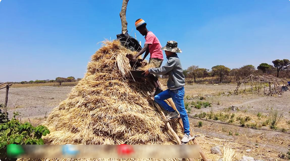 Thất trận với lúa nước mùa khô tại Angola, phải phá bỏ nửa diện tích, ông chủ trang trại Việt 