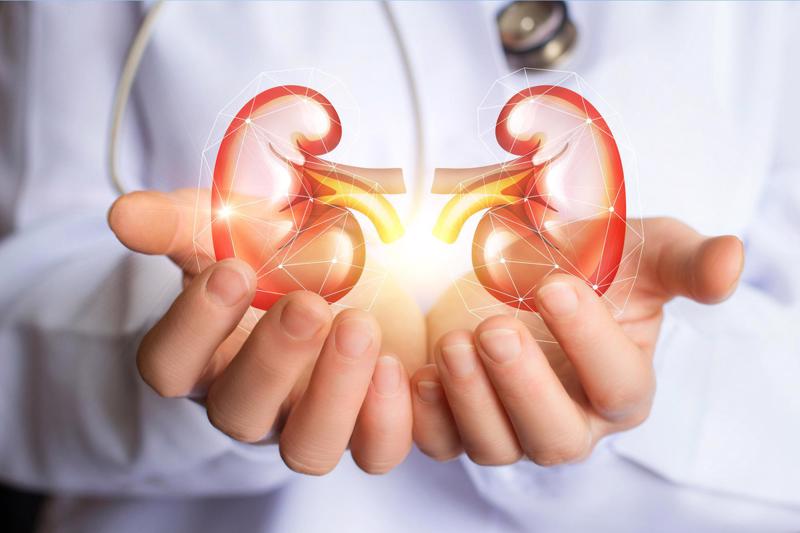 kidneys-in-dr-hands-15355231336951641538787.jpg