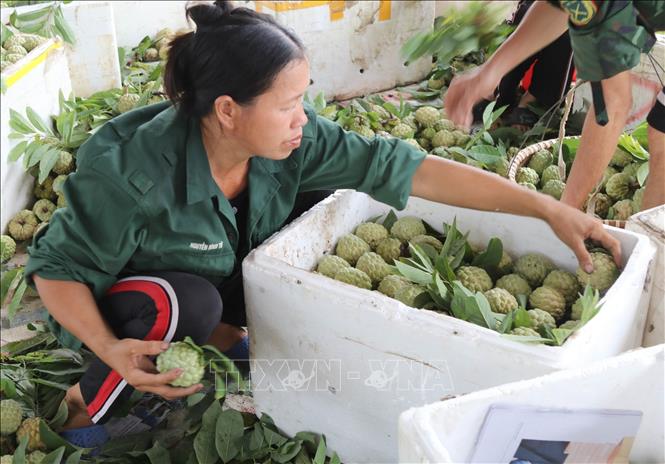 Na Chi Lăng vào chính vụ- Ảnh 2.