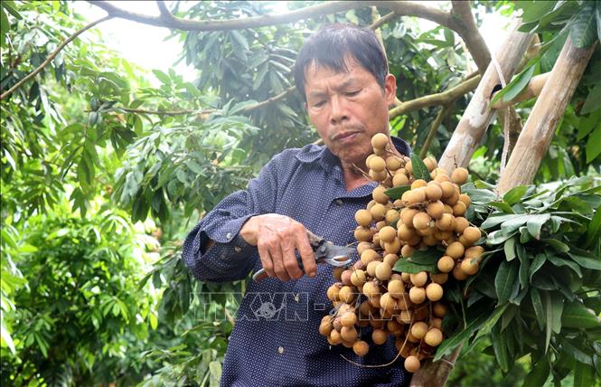 Nhãn đặc sản Hưng Yên được giá, hút khách- Ảnh 1.