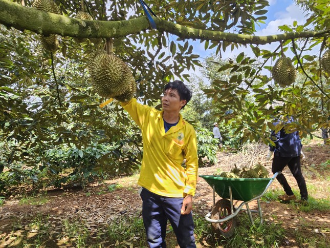 Giá sầu riêng giảm, thương lái kén như kén... vợ- Ảnh 3.