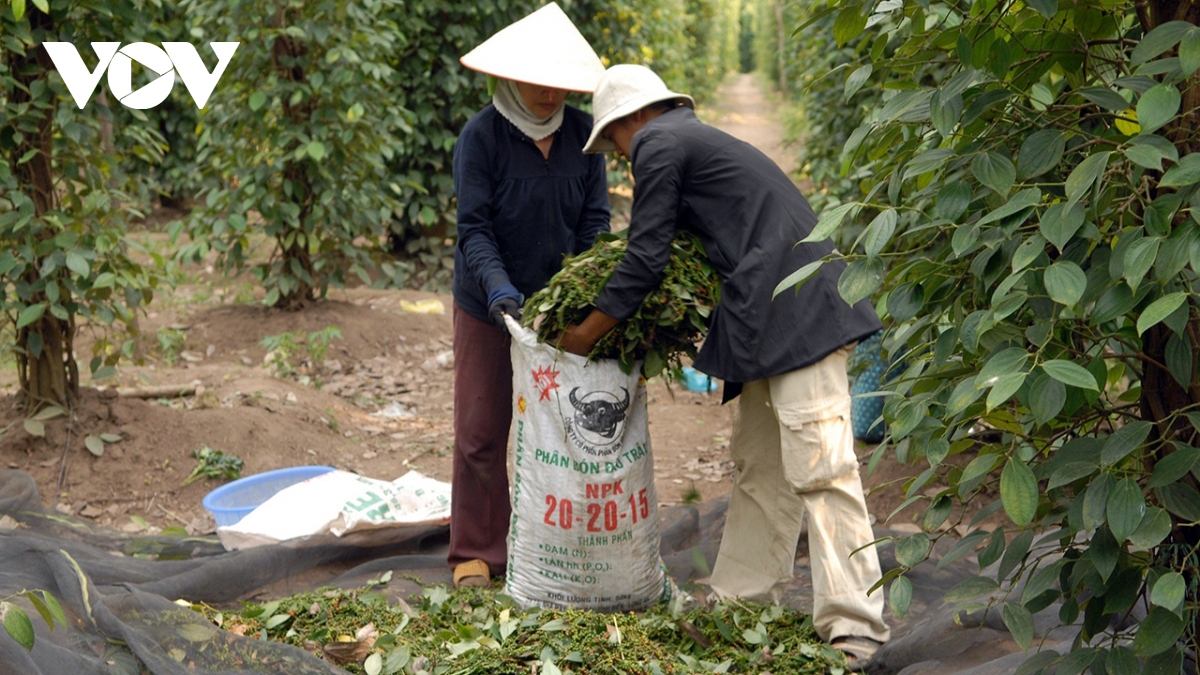 Giá hồ tiêu tăng gấp đôi: Nông dân mừng, doanh nghiệp xuất khẩu lo- Ảnh 1.