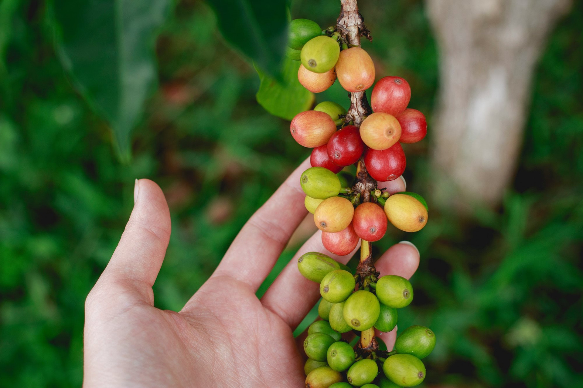 Xuất khẩu cà phê lớn thứ hai và sản xuất cà phê Robusta hàng đầu thế giới, ngành cà phê Việt đang phải chống chọi với những áp lực gì?- Ảnh 2.