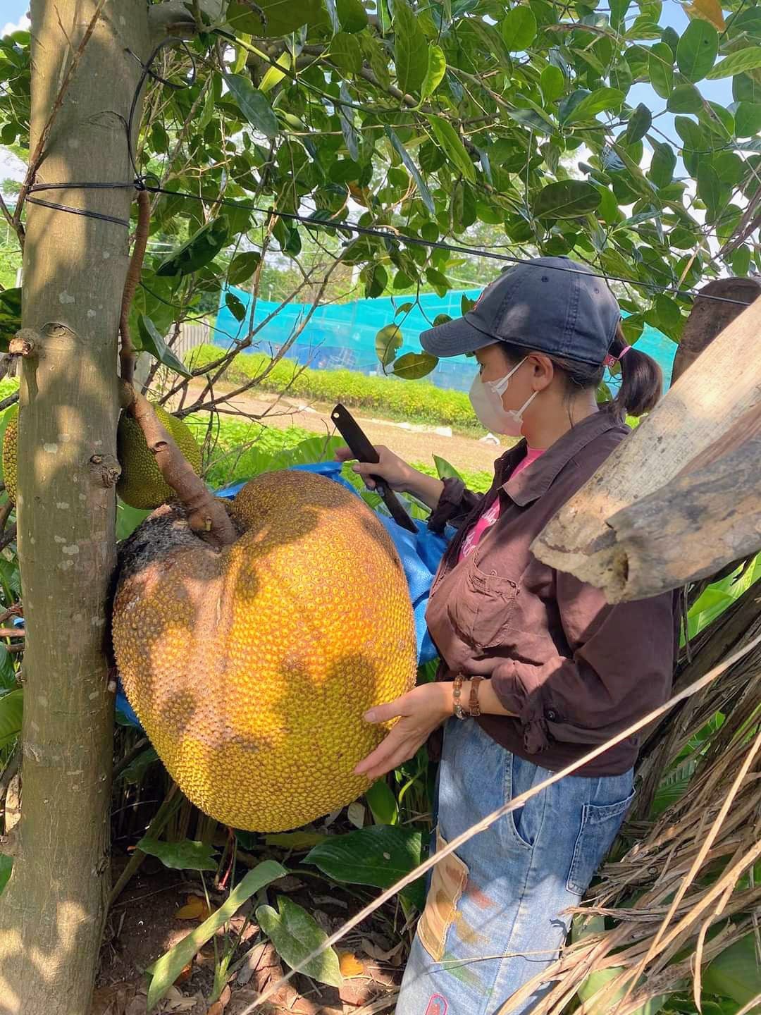 Xuất hiện quả mít cân nặng khủng ở Hà Nội, hai người bê “vẹo sườn”, bổ ra mới ngỡ ngàng- Ảnh 1.