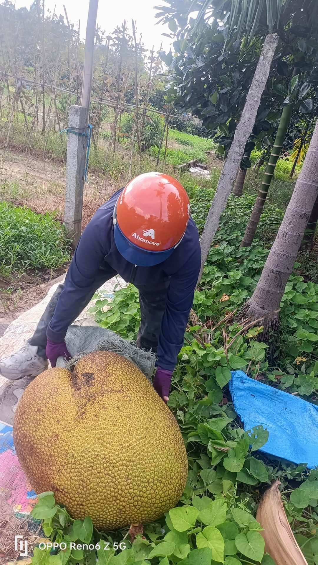 Xuất hiện quả mít cân nặng khủng ở Hà Nội, hai người bê “vẹo sườn”, bổ ra mới ngỡ ngàng- Ảnh 2.