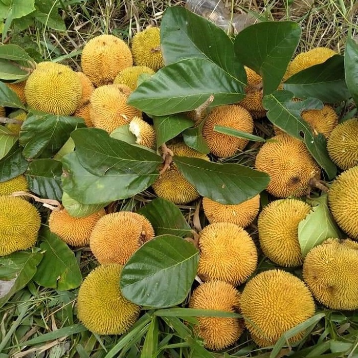Loại mít Loại mít