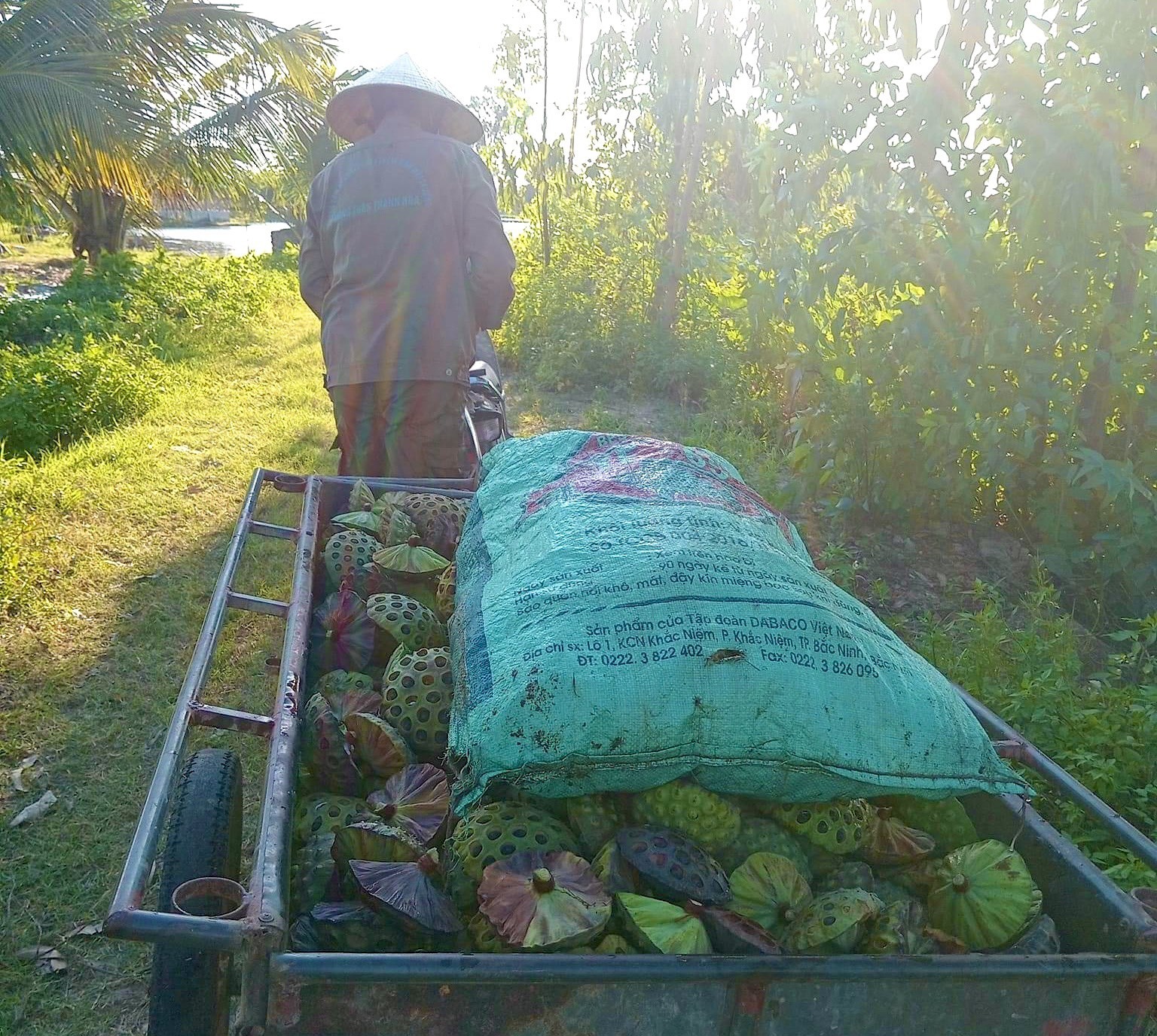 Kiếm tiền triệu nhờ thu hoạch hạt sen cuối vụ- Ảnh 2.