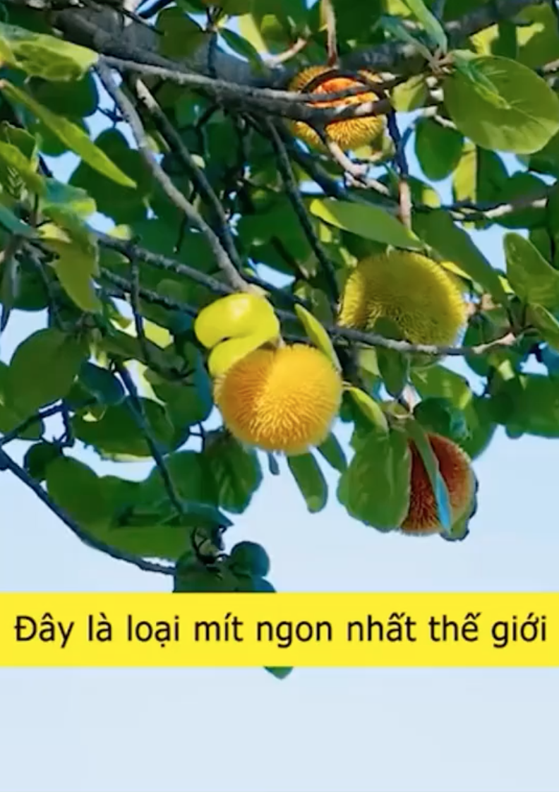 Loại mít Loại mít