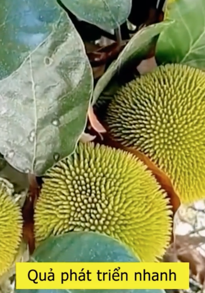Loại mít Loại mít