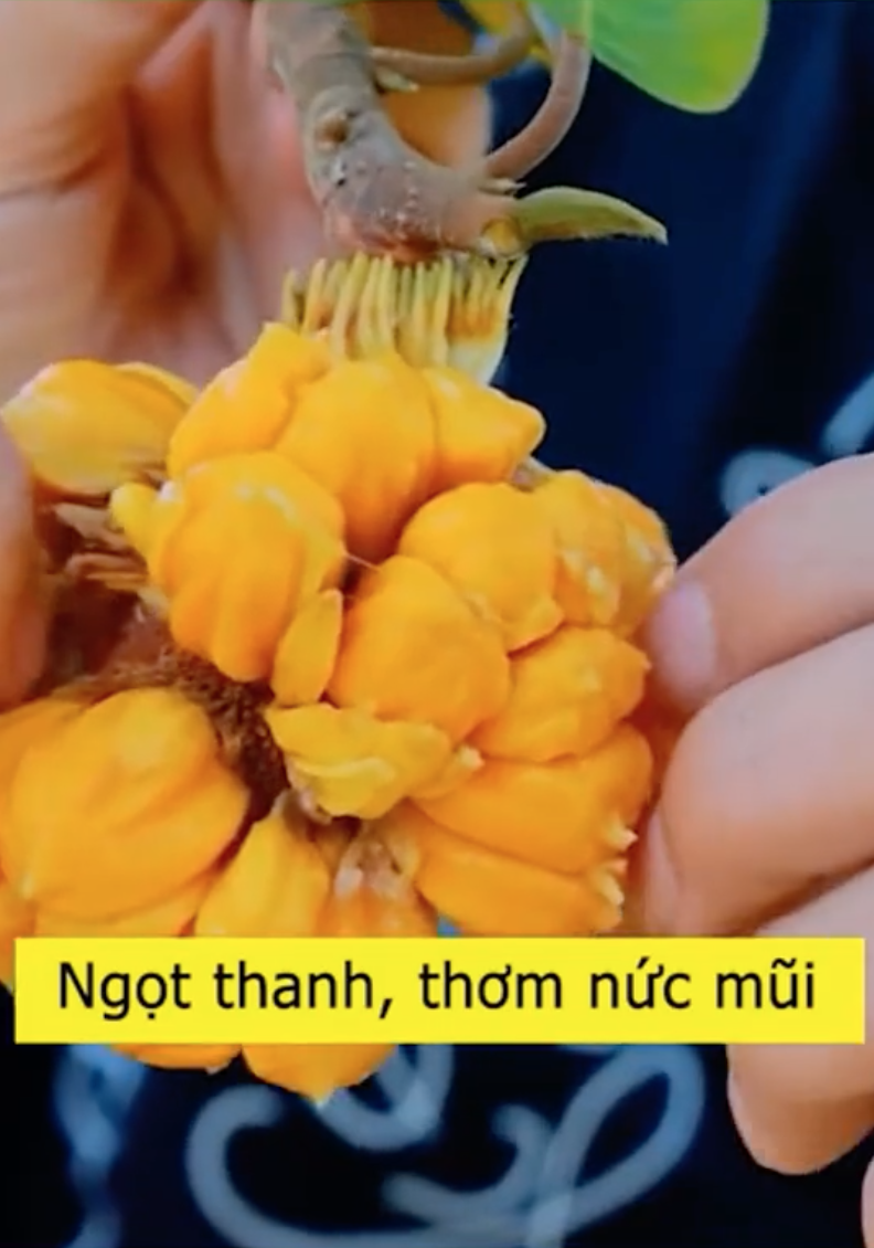 Loại mít Loại mít
