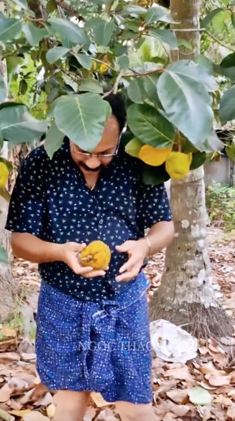 Loại mít Loại mít
