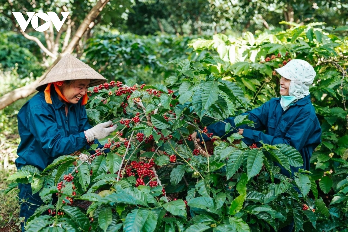 Đấu giá 15 lô hàng cà phê đặc sản ngon nhất Việt Nam- Ảnh 1.