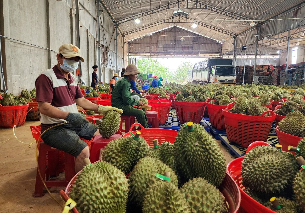 Ba trái sầu riêng giá hơn 2,5 tỉ đồng- Ảnh 3.