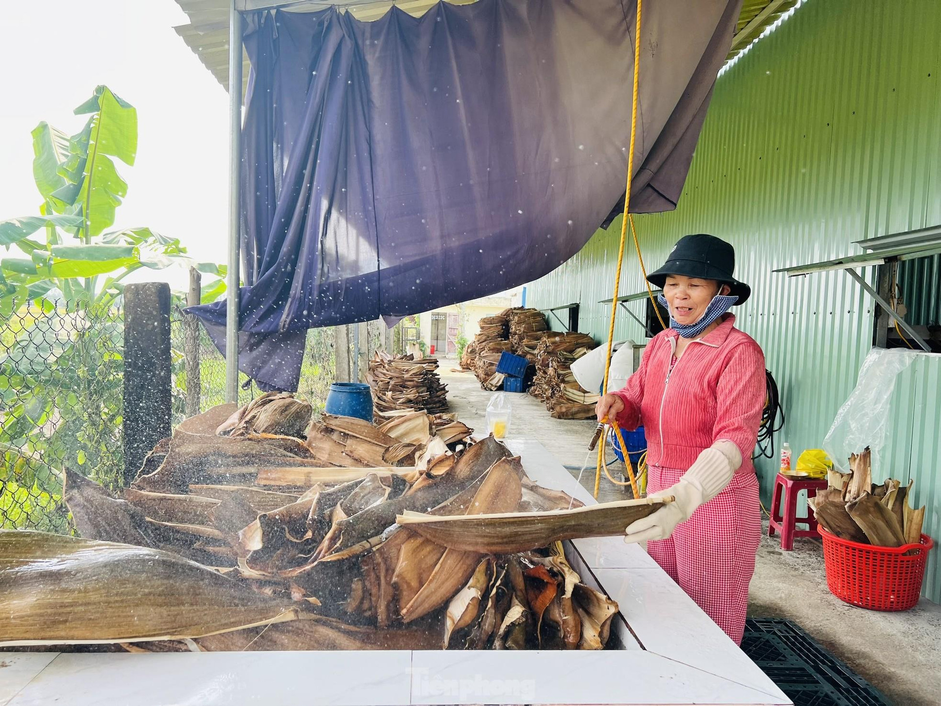 Bán chén đĩa từ mo cau: Thu nhập hàng trăm triệu mỗi tháng- Ảnh 3.