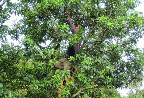 Loại cây lấy hoa cực hiếm trên thế giới nhưng Việt Nam sở hữu hàng chục nghìn ha: Thu về gần 50 triệu USD kể từ đầu năm, sản lượng đứng thứ 2 thế giới- Ảnh 1.