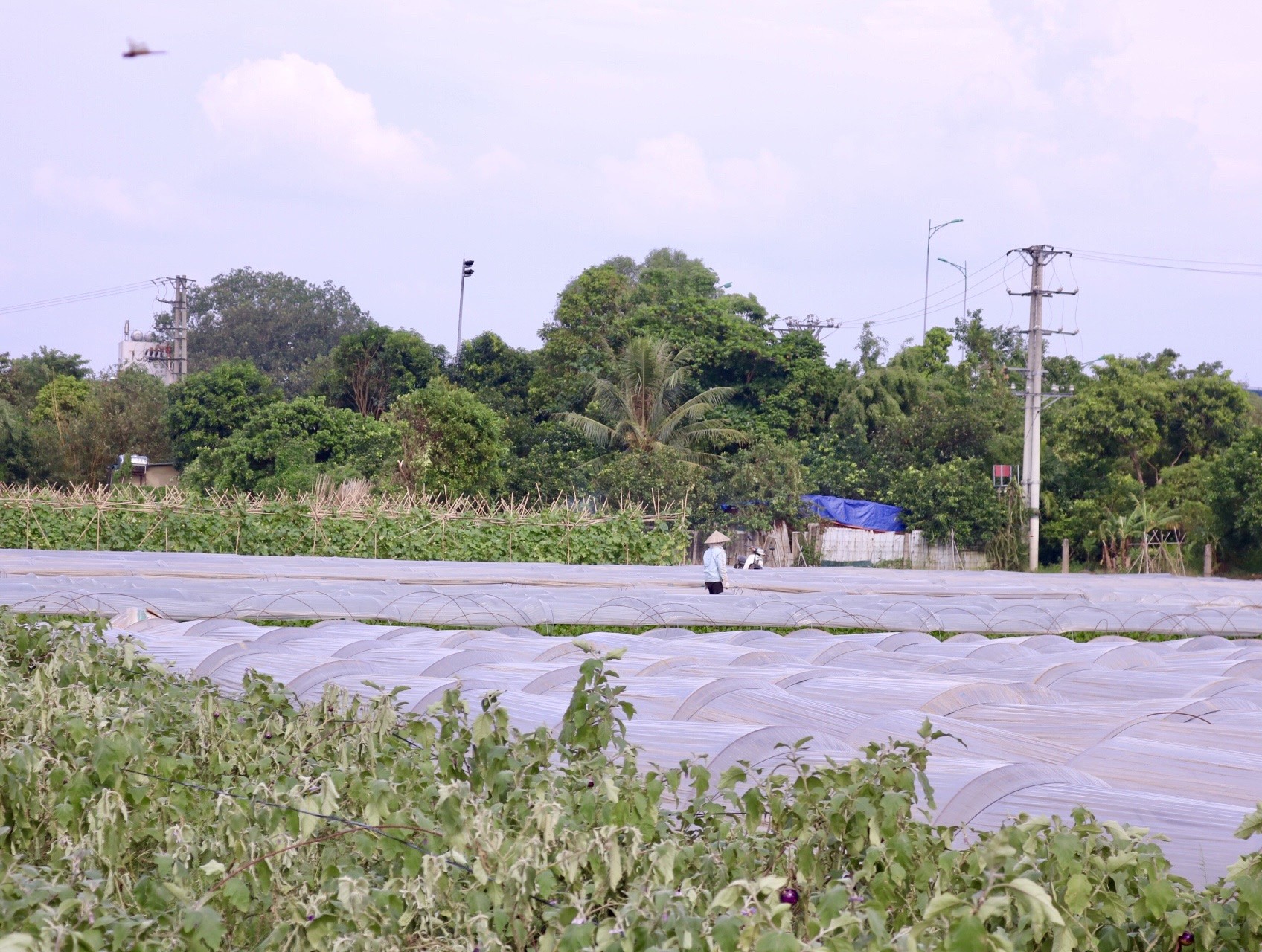 'Vựa rau' lớn nhất Hà Nội xác xơ sau bão- Ảnh 1.