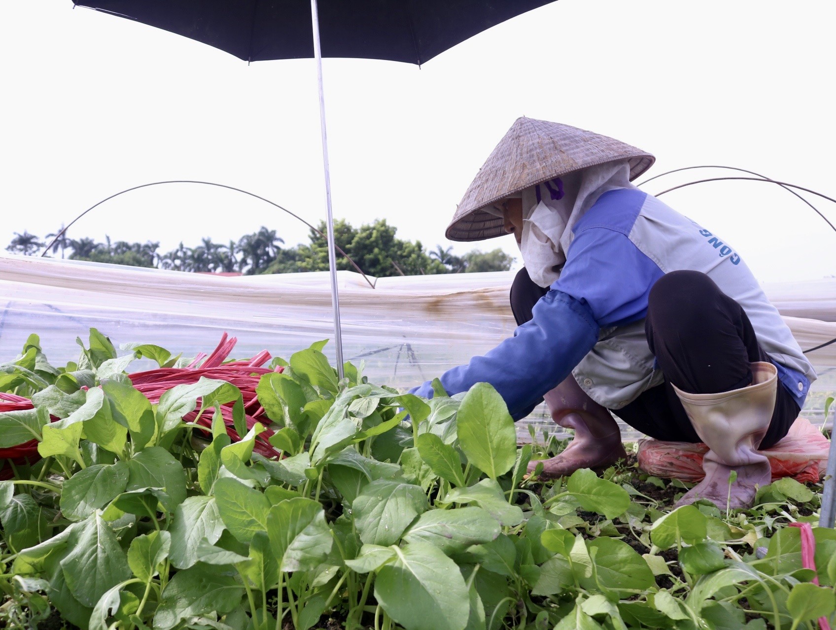 'Vựa rau' lớn nhất Hà Nội xác xơ sau bão- Ảnh 5.