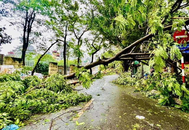 Một thứ ở VN bị bão Yagi tàn phá có thể "tái chế" thành mặt hàng tỷ đô, nên xử lý ngay để giảm thiệt hại- Ảnh 3.