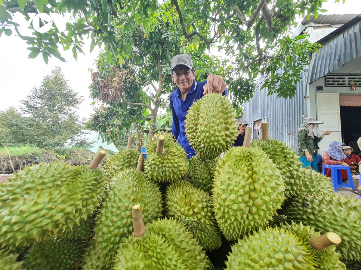 Giá cây sầu riêng giống tăng mạnh do cung không đủ cầu- Ảnh 2.